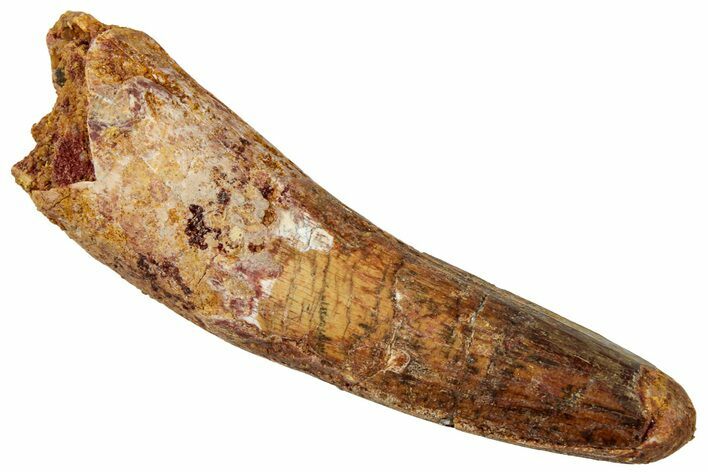 Fossil Spinosaurus Tooth - Real Dinosaur Tooth #329525